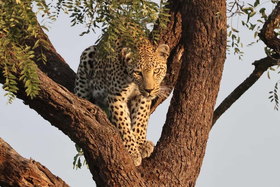 Hoedspruit: Private Kruger National Park Full-Day Safari - Finding the Big Five, and much more