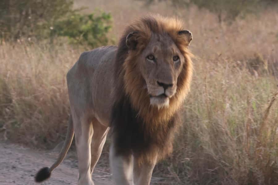 Hoedspruit: Private Kruger National Park Full-Day Safari - Guides who add meaning to the sightings