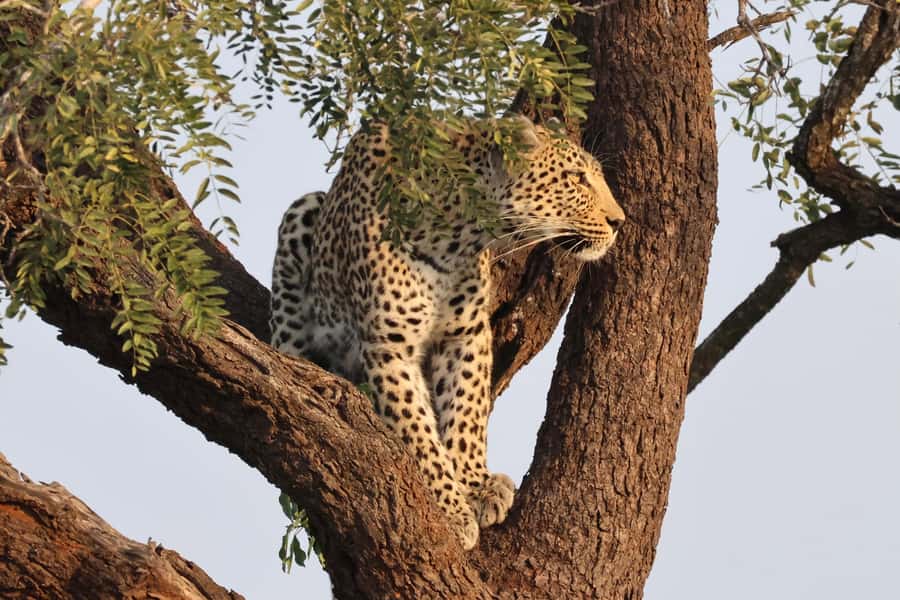 Hoedspruit: Private Kruger National Park Full-Day Safari - Coffee, water, and the first stop