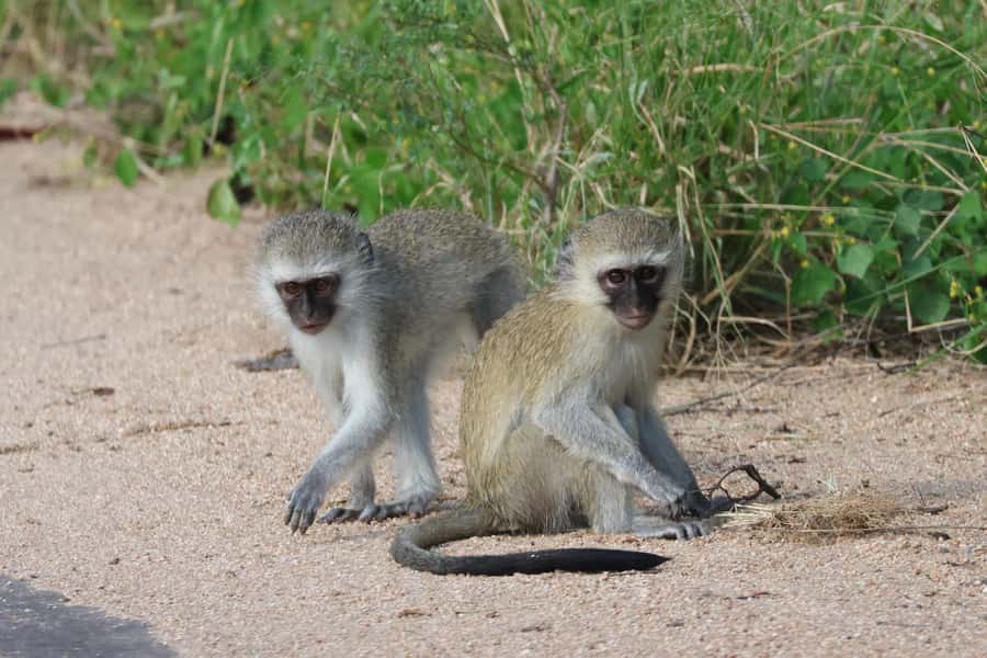 Hoedspruit: Private Kruger National Park Full-Day Safari - What the $404 group price really buys