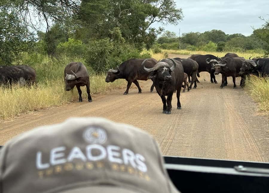 Hoedspruit: Private Kruger National Park Full-Day Safari - Weather, comfort, and what to pack