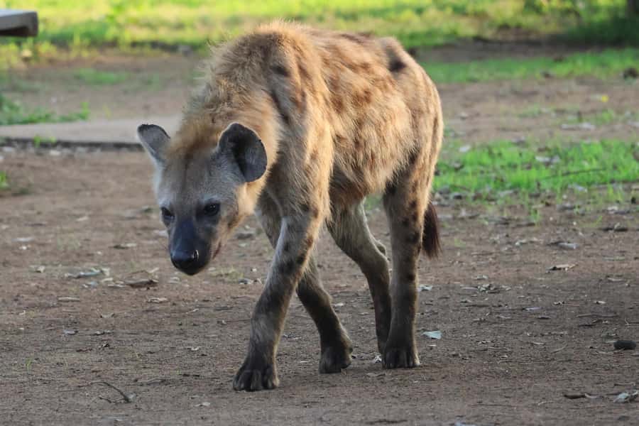 Hoedspruit: Private Kruger National Park Full-Day Safari - Leaving Hoedspruit before the park opens