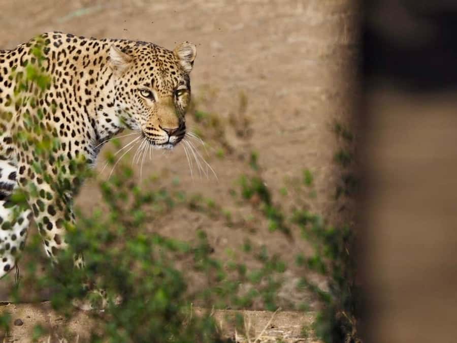 Hoedspruit: Sunrise Safari in Greater Kruger Private Reserve - Key points to know before booking