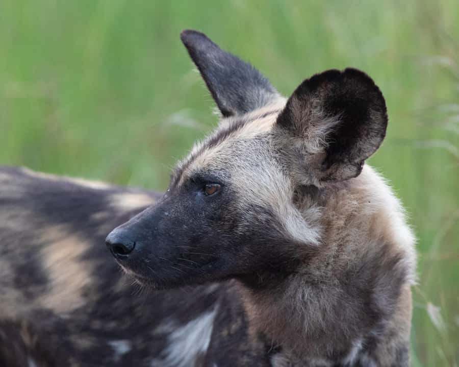 Hoedspruit: Sunrise Safari in Greater Kruger Private Reserve - The coffee stop is more than a quick refreshment
