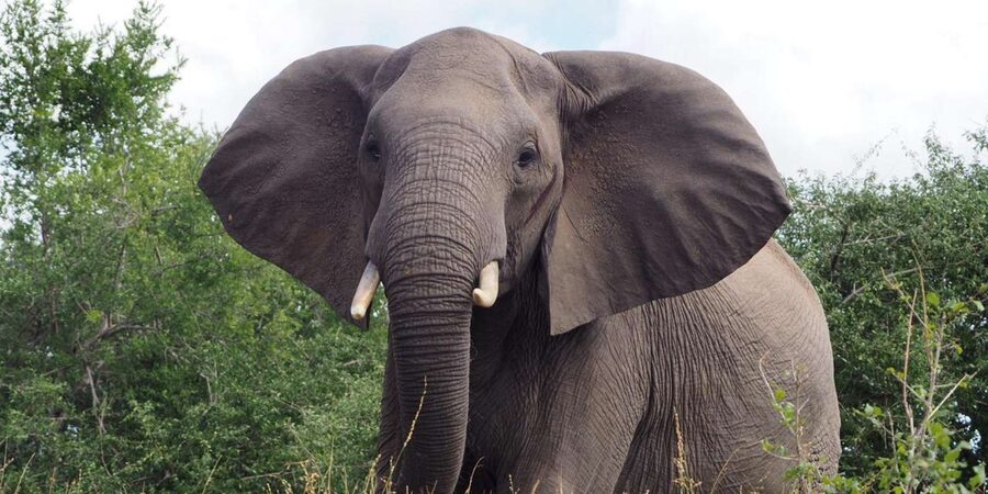 Hoedspruit: Sunrise Safari in Greater Kruger Private Reserve - What the private reserve setting means for you