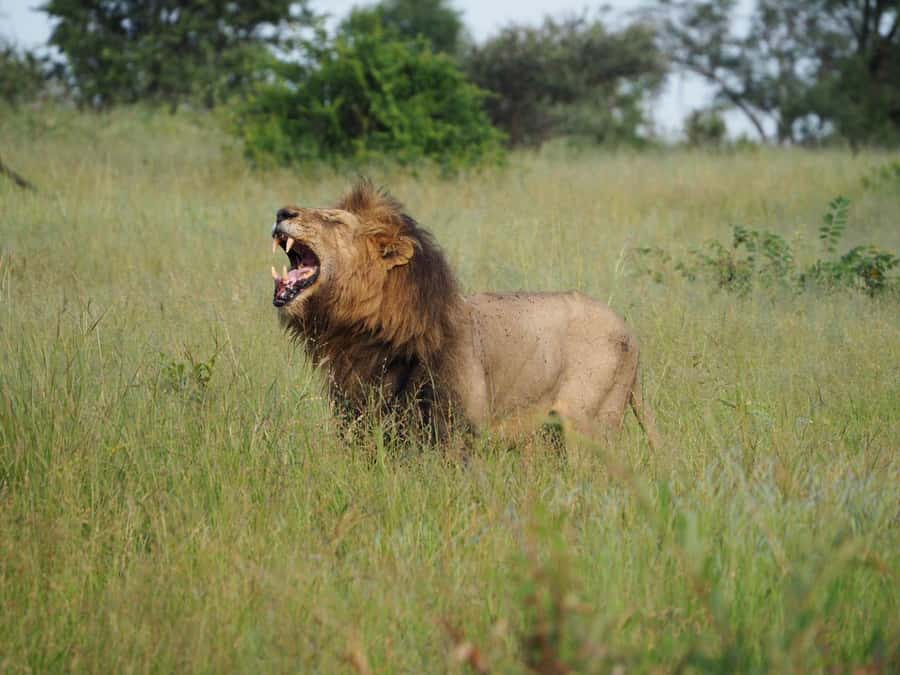 Hoedspruit: Sunrise Safari in Greater Kruger Private Reserve - Price and what the $71 includes