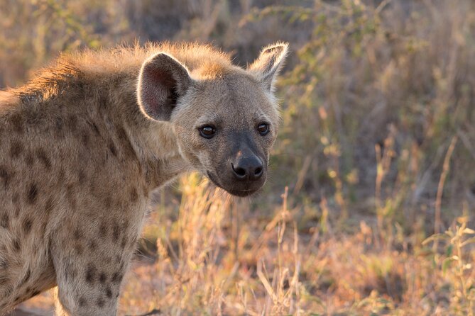 iSimangaliso Sunset Game Drive - Why sunset is the right time for this drive
