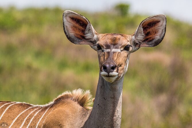 iSimangaliso Sunset Game Drive - What the $36.65 price really covers