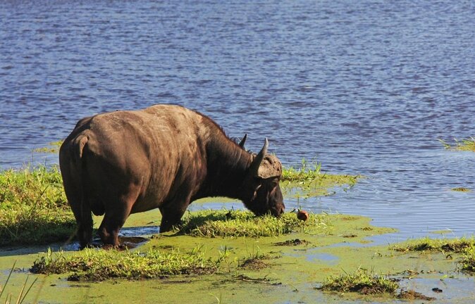 iSimangaliso Wetland Park, Full Day Tour - Why the ranger makes the wildlife stops better