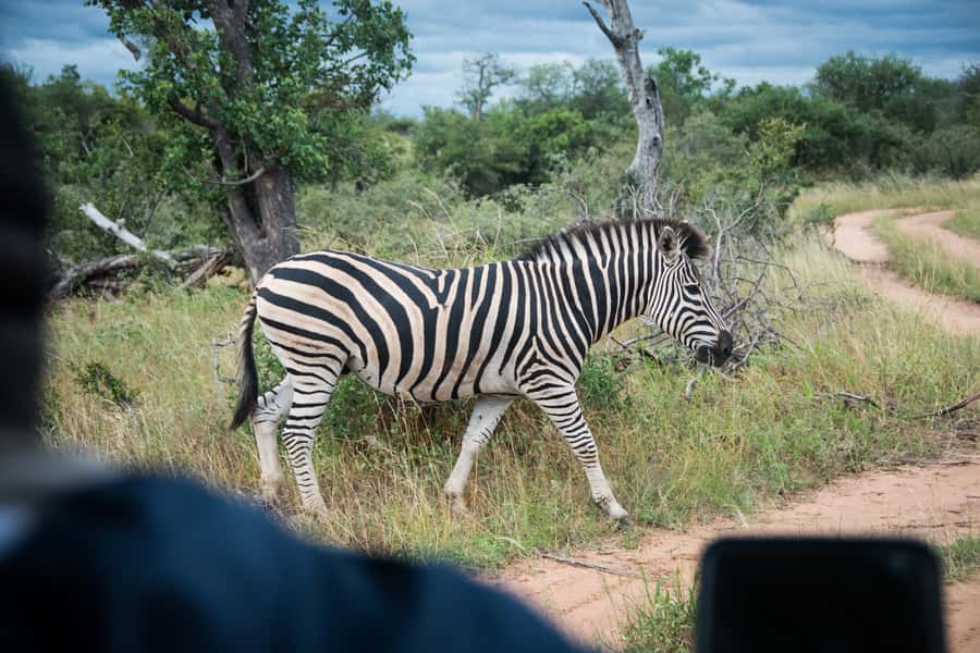 Johannesburg: 3-Day Classic Kruger National Park Safari Tour - Should you choose the three-day Kruger option?