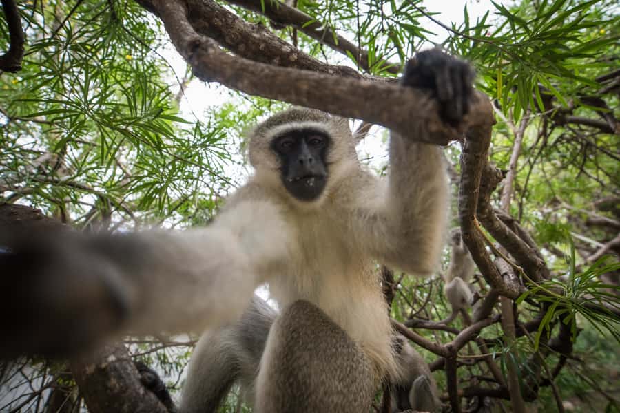 Johannesburg: 3-Day Classic Kruger National Park Safari Tour - What staying at Tremisana is like