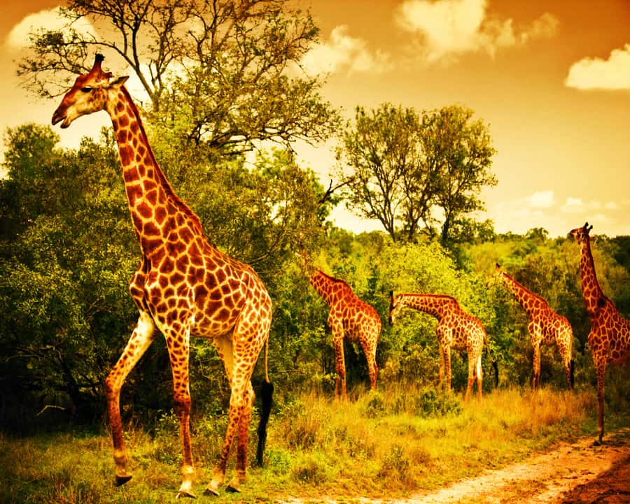 Johannesburg: 3-Day Panorama Tour with Kruger Park Safari - Day 2: A full day in Kruger National Park