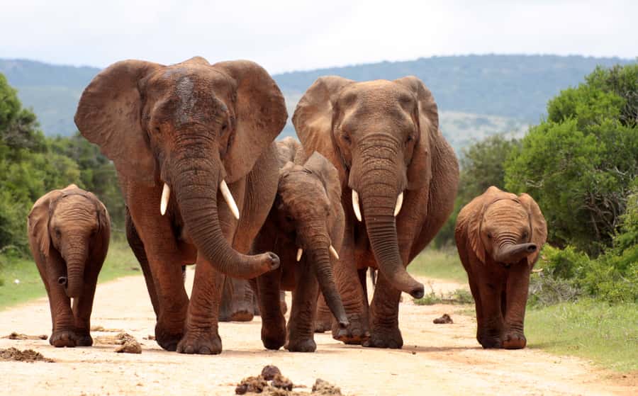 Johannesburg: 3-Day Panorama Tour with Kruger Park Safari - What the $959 price really covers