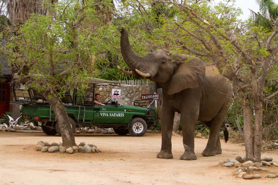 Johannesburg: 4-Day Classic Kruger National Park Safari - Tremisana Game Lodge and your first sunset drive