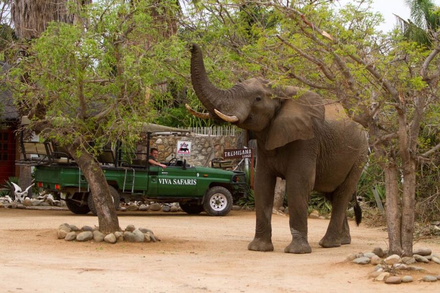 Johannesburg: 5-Day Classic Kruger National Park Safari - Meals, rooms, and the feel at Tremisana