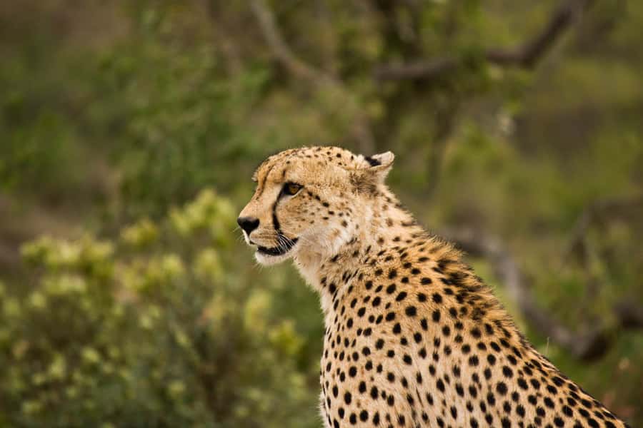 Johannesburg: Affordable 3 Day Kruger Park Safari - Key points to know before booking