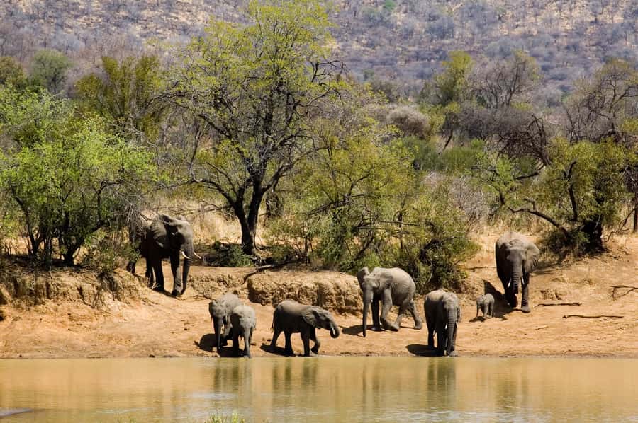 Johannesburg: Full Day Sun City & Pilanesberg Nature Reserve - At a glance
