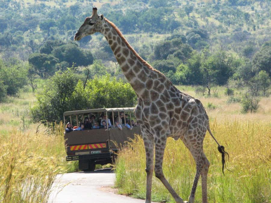 Johannesburg: Full Day Sun City & Pilanesberg Nature Reserve - Why Pilanesberg and Sun City work together