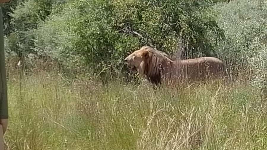 Johannesburg: Guided Walk with Lions in the African Bush - Key points to know before booking