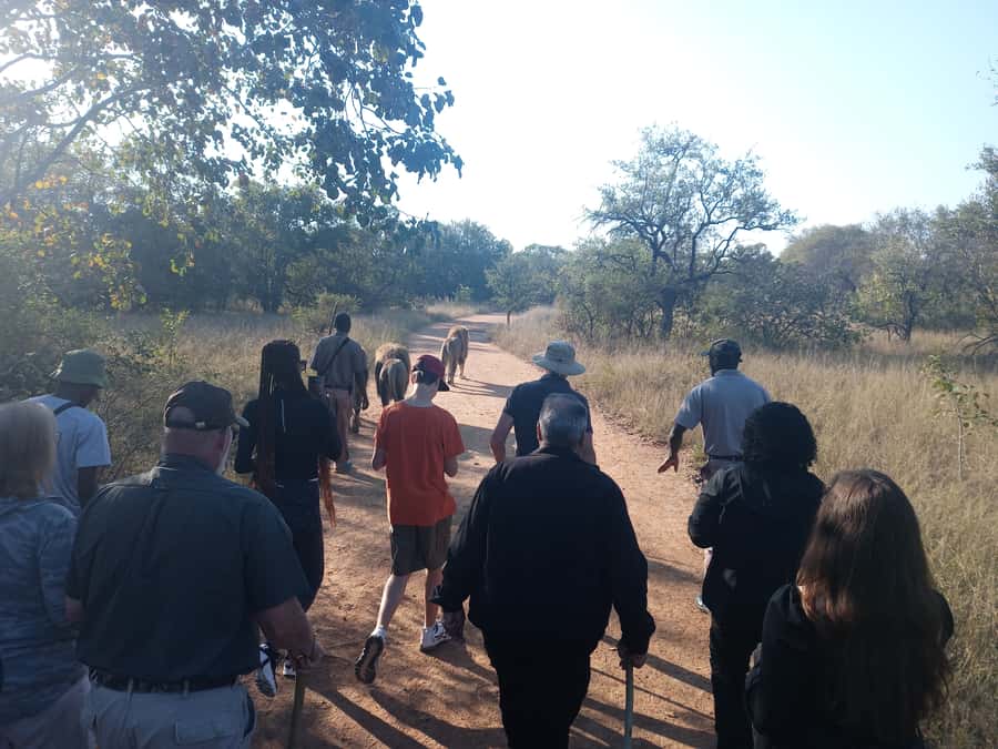 Johannesburg: Guided Walk with Lions in the African Bush - What the lion walk is really like