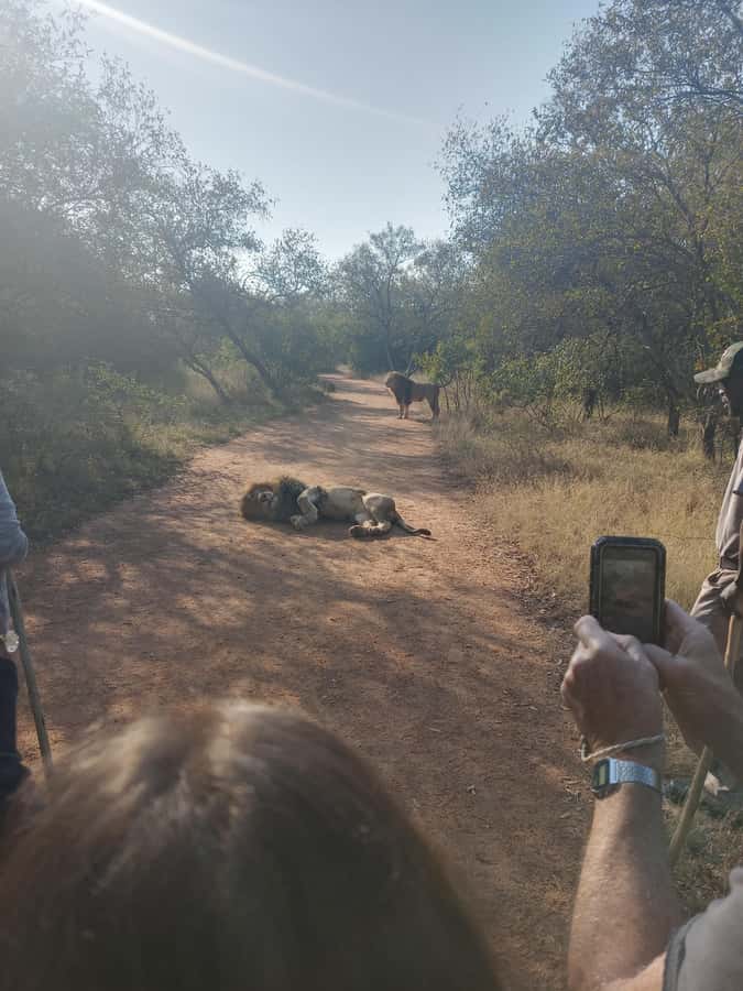 Johannesburg: Guided Walk with Lions in the African Bush - Walking toward the bush deck and dam