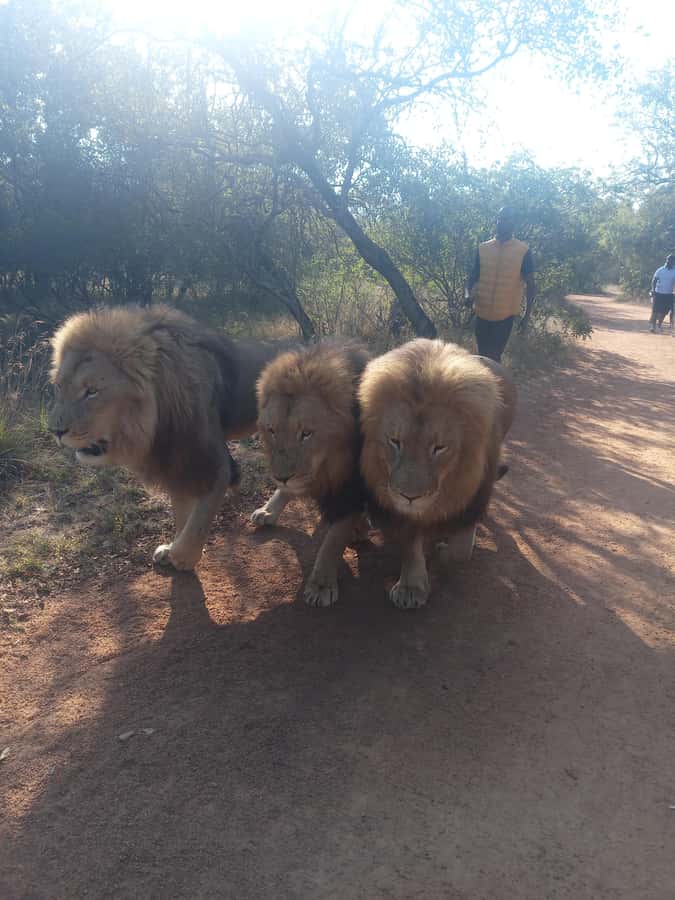 Johannesburg: Guided Walk with Lions in the African Bush - Safety, animal contact, and responsible expectations