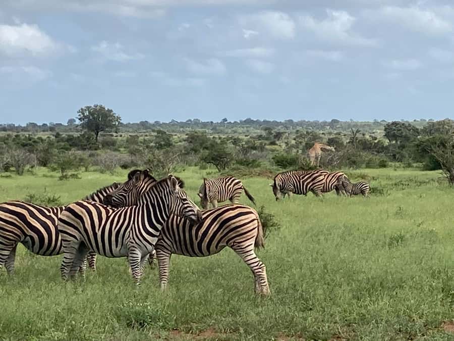 Johannesburg: Guided Walk with Lions in the African Bush - What is included, and what you still need to plan