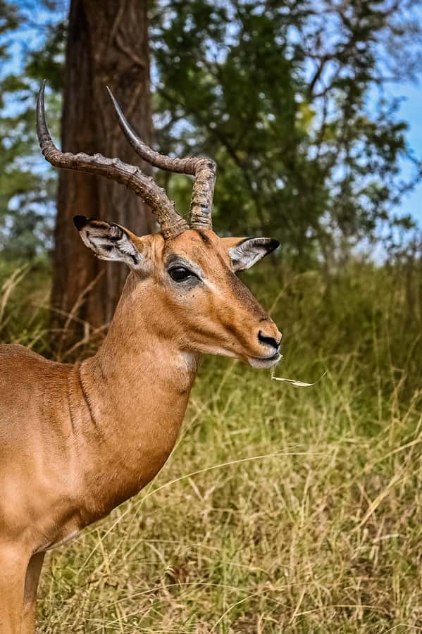 Johannesburg: Guided Walk with Lions in the African Bush - Who will enjoy this most