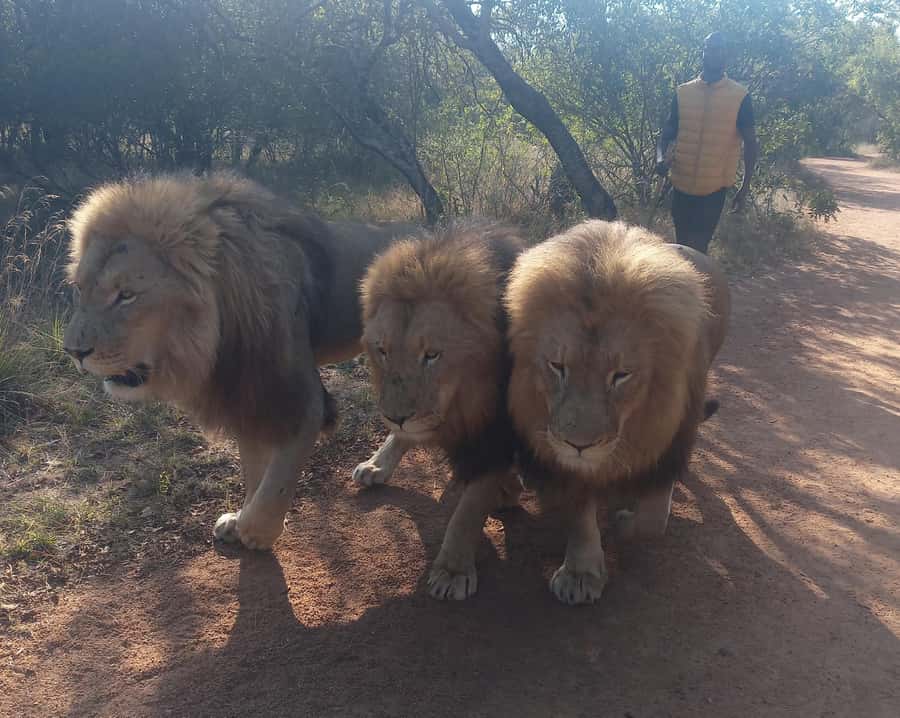 Johannesburg: Guided Walk with Lions in the African Bush - Timing, cancellations, and useful booking advice