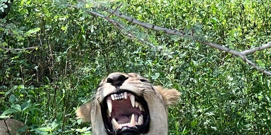 Johannesburg: Half-Day Big 5 Safari Tour - Why Dinokeng works for a Johannesburg safari