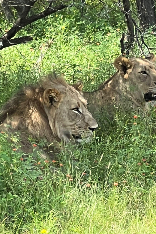 Johannesburg: Half-Day Big 5 Safari Tour - From Johannesburg hotels to the reserve