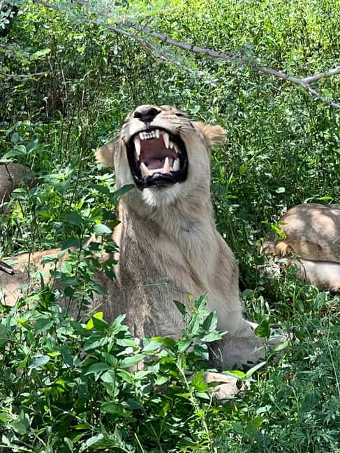 Johannesburg: Half-Day Big 5 Safari Tour - Searching for the Big 5
