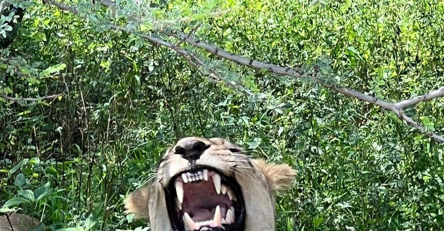 Johannesburg: Half-Day Big 5 Safari Tour - Afternoon light, clothing, and camera tips