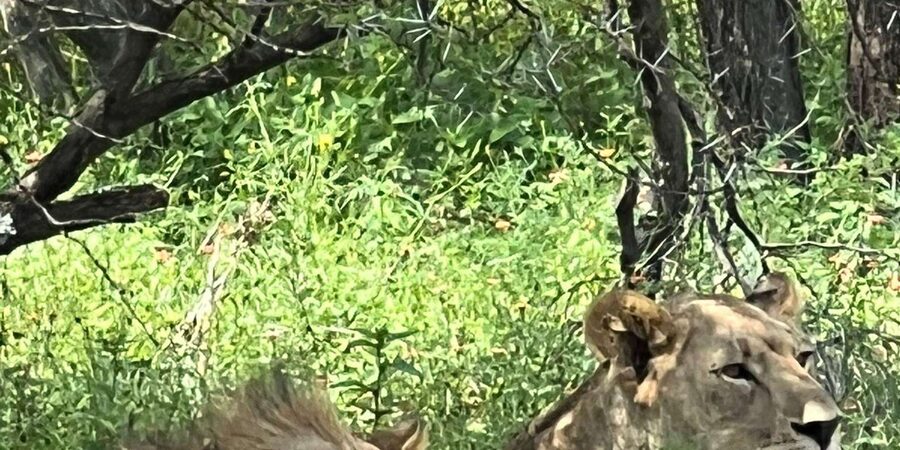 Johannesburg: Half-Day Big 5 Safari Tour - How the $202 price measures up
