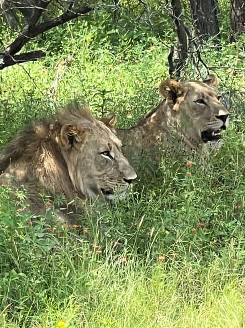 Johannesburg: Half-Day Big 5 Safari Tour - Three hours in an open game vehicle