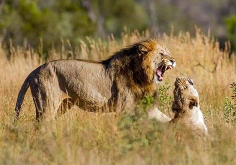 Johannesburg: Lion and Safari Park tour. Pick up Privately - Key points to know before booking