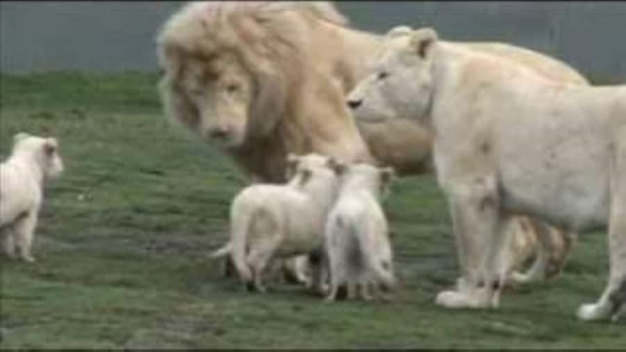 Johannesburg: Lion and Safari Park tour. Pick up Privately - What makes this different from a large safari trip