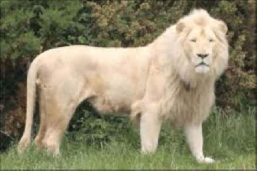 Johannesburg: Lion and Safari Park tour. Pick up Privately - Optional lunch at the Wetlands restaurant