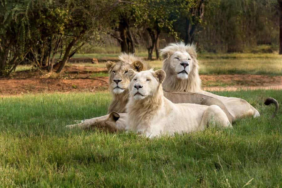 Johannesburg: Lion and Safari Park tour. Pick up Privately - African crafts, jewelry and the five-dome shopping center