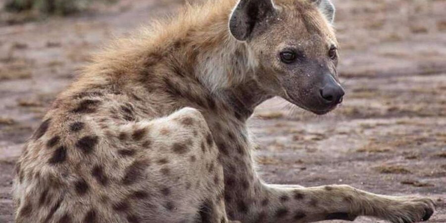 Johannesburg: Lion and Safari Park tour. Pick up Privately - Is $143 a fair price?