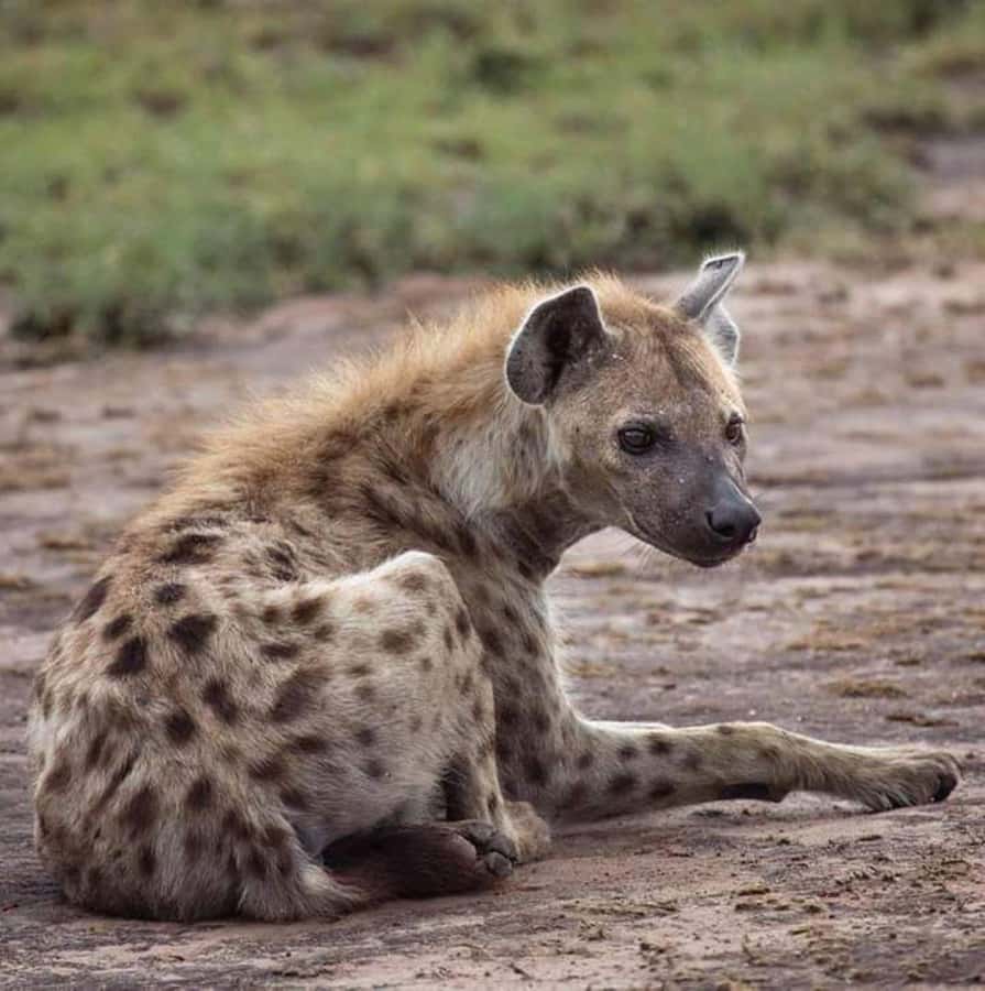 Johannesburg: Lion and Safari Park tour. Pick up Privately - Who should book this Johannesburg safari