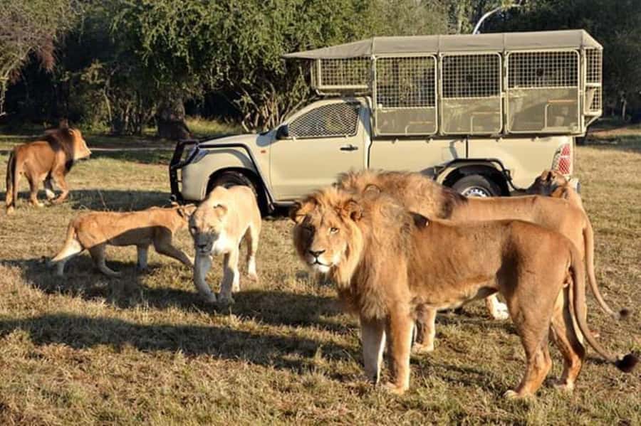 Johannesburg: Lion and Safari Park tour. Pick up Privately - The drive from Johannesburg to the park