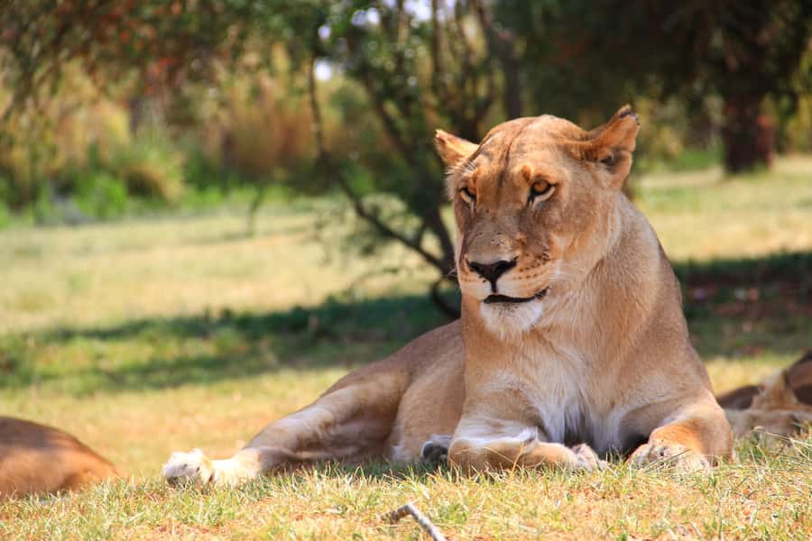 Johannesburg: Lion Park Safari and Cultural Village Tour - The Lion and Safari Park in an open 4x4