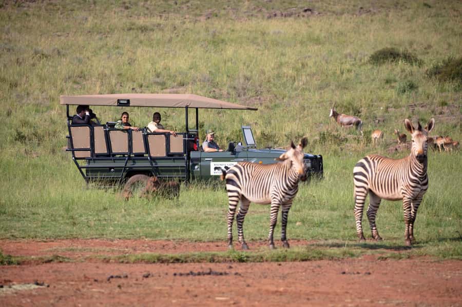 Johannesburg: Rhino and Lion Nature Reserve Safari - Key points to know before booking