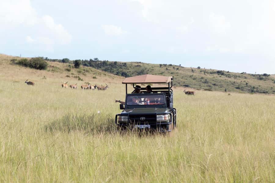Johannesburg: Rhino and Lion Nature Reserve Safari - What the 1.5 to 2-hour game drive is like