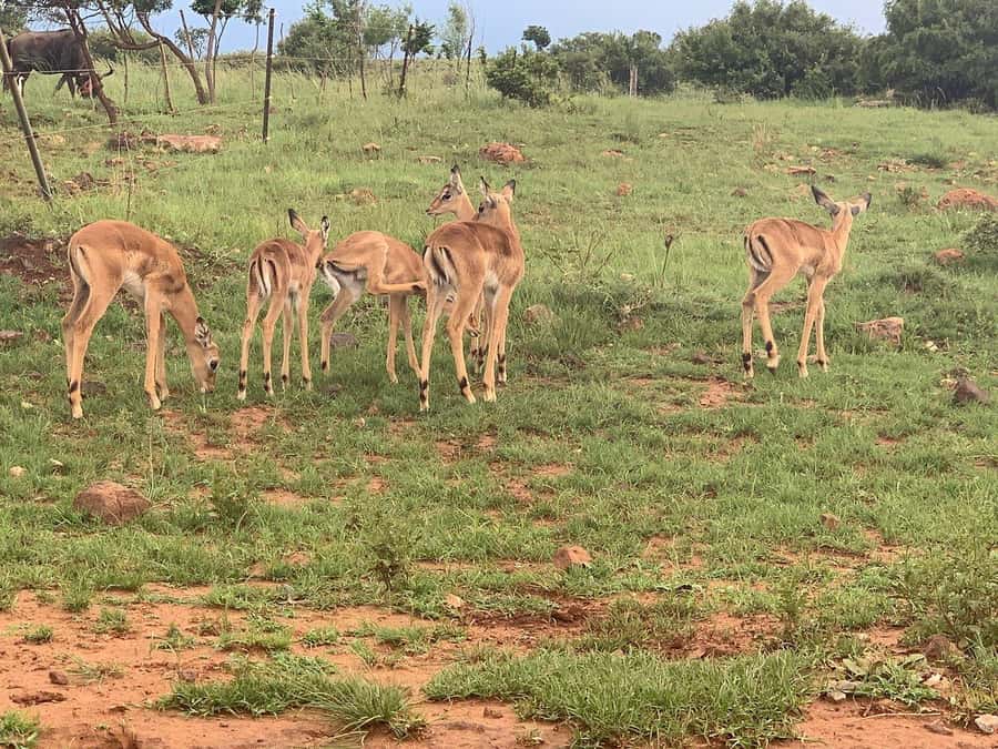 Johannesburg: Rhino and Lion Nature Reserve Safari - Why the half-day format works