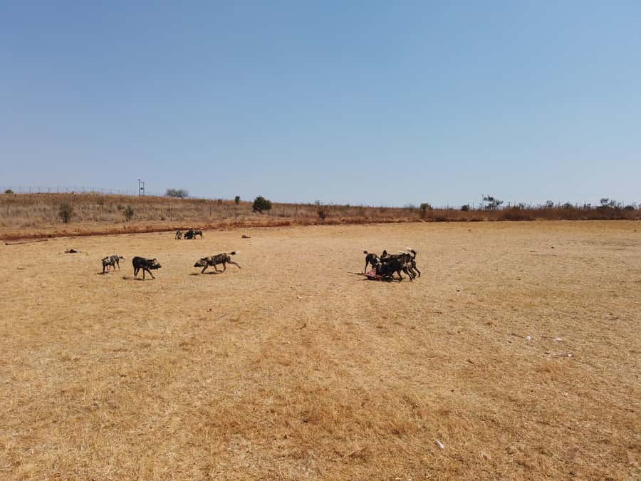 Johannesburg: Rhino and Lion Nature Reserve Safari - The practical details that affect your comfort