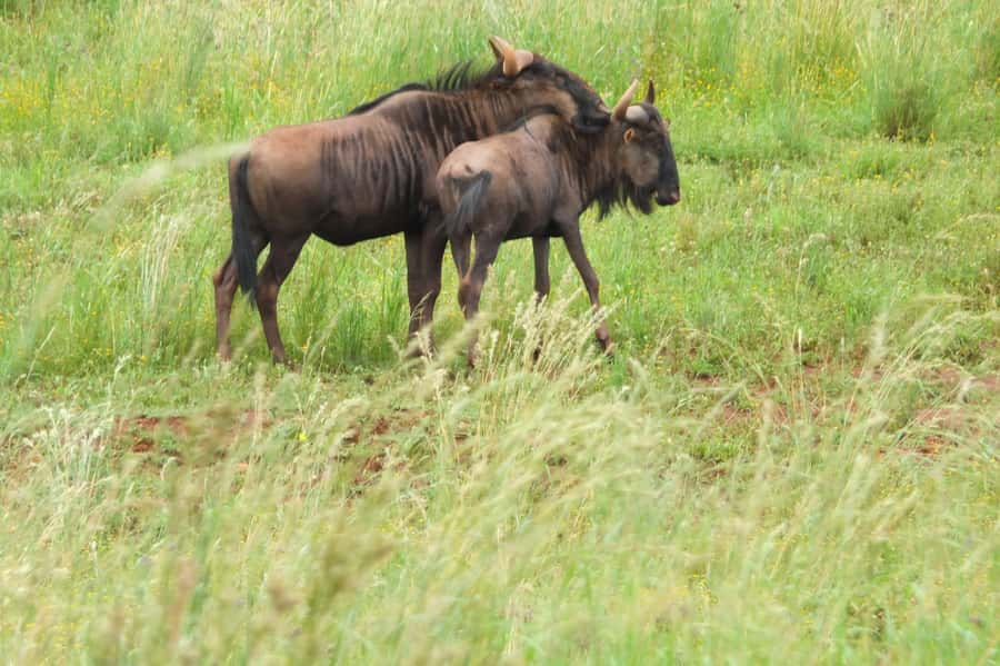 Johannesburg: Rhino and Lion Nature Reserve Safari - Checking in at Bothongo Rhino & Lion Nature Reserve