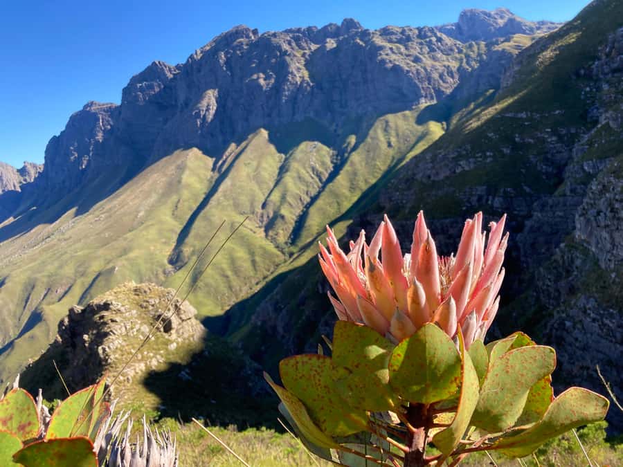 Jonkershoek Nature Reserve: Guided Panorama Trail Hike - Key points to know before you book