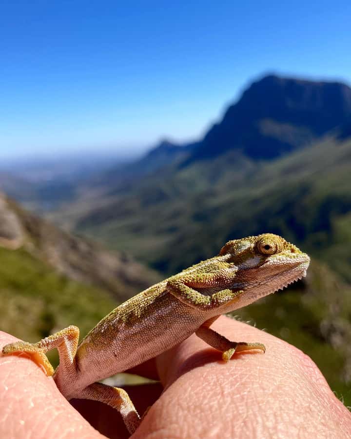 Jonkershoek Nature Reserve: Guided Panorama Trail Hike - What the $112 price includes